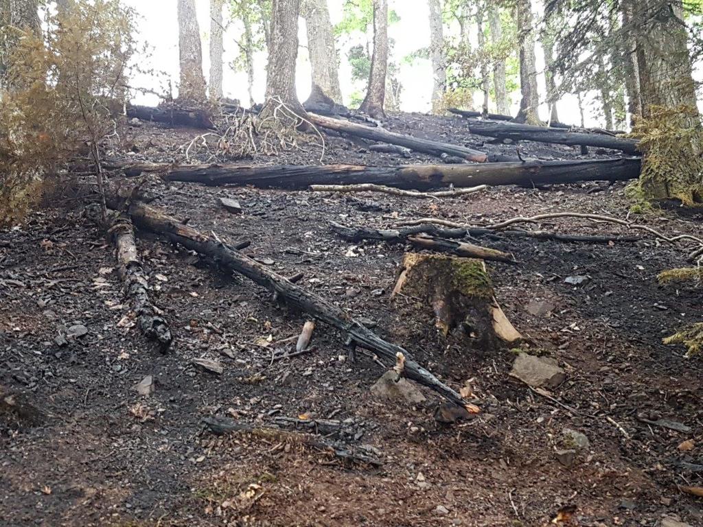 Brand bei Zell a.H.: Es war ein einzelner Blitz